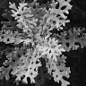 Meet your Posher, Liam